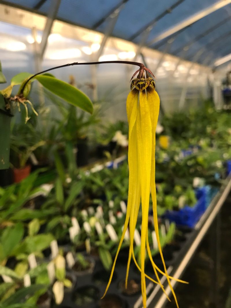 Bulbophyllum thiurum