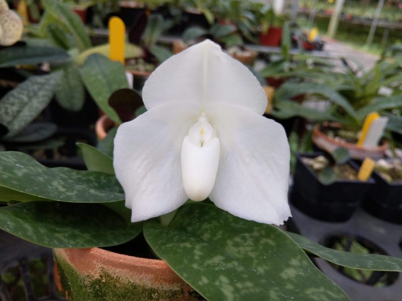 Paphiopedilum bellatulum album 'Kang' x self