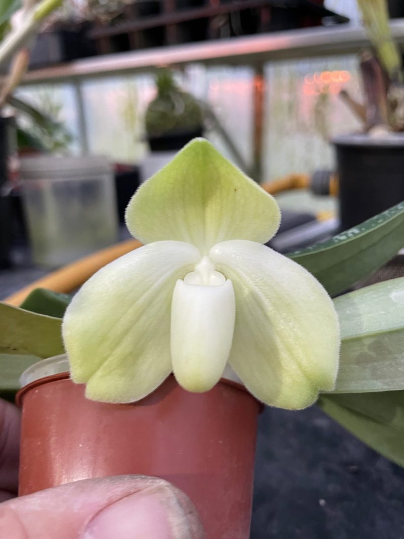 Paphiopedilum bellatulum fma album 'Green Form'