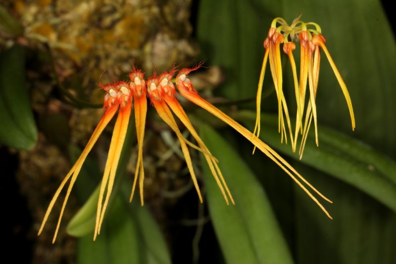 Bulbophyllum hirundinis