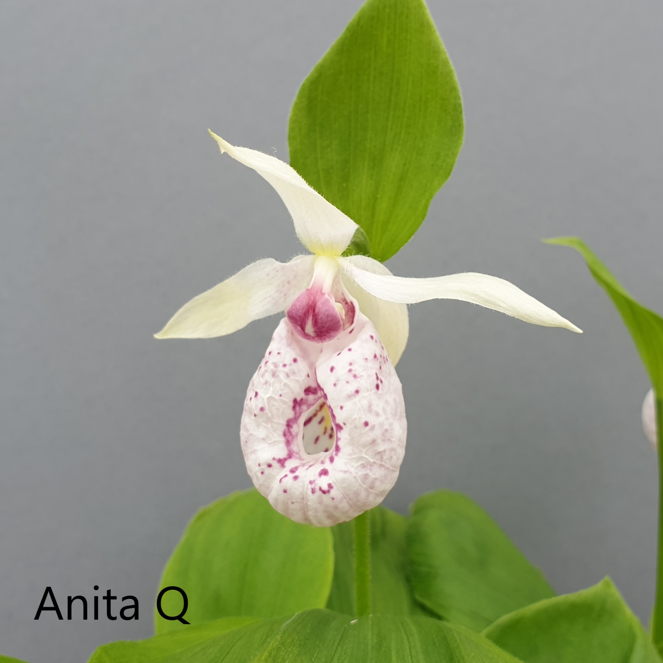 cypripedium anita q elite orchids 