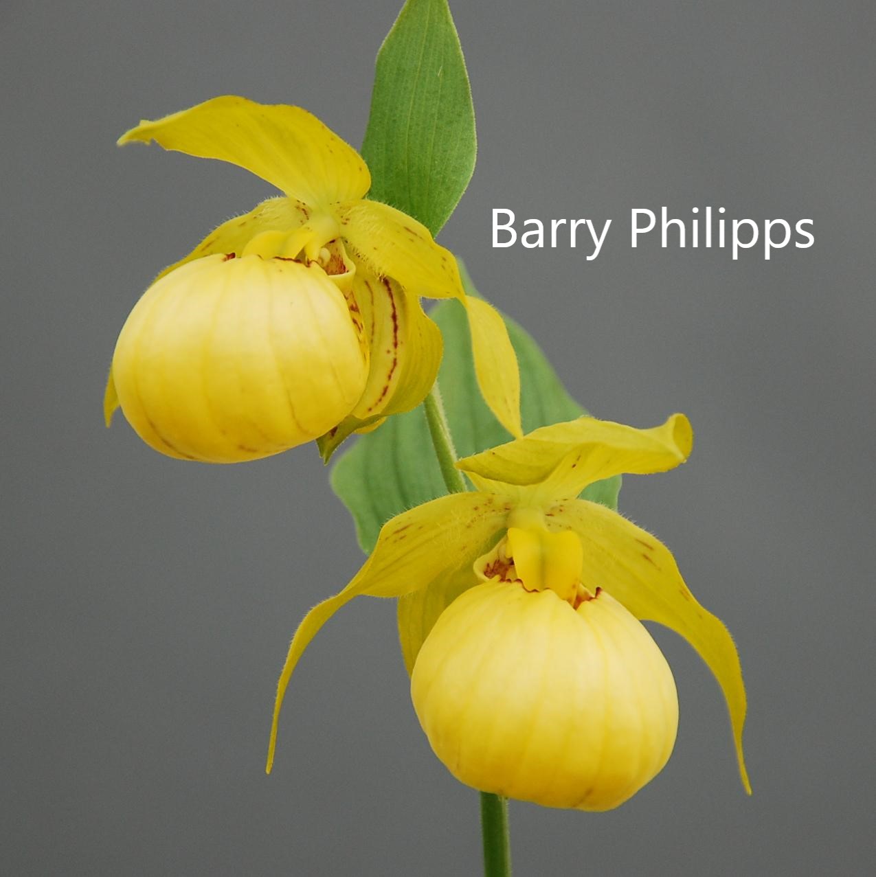 cypripedium barry philipps elite orchids 