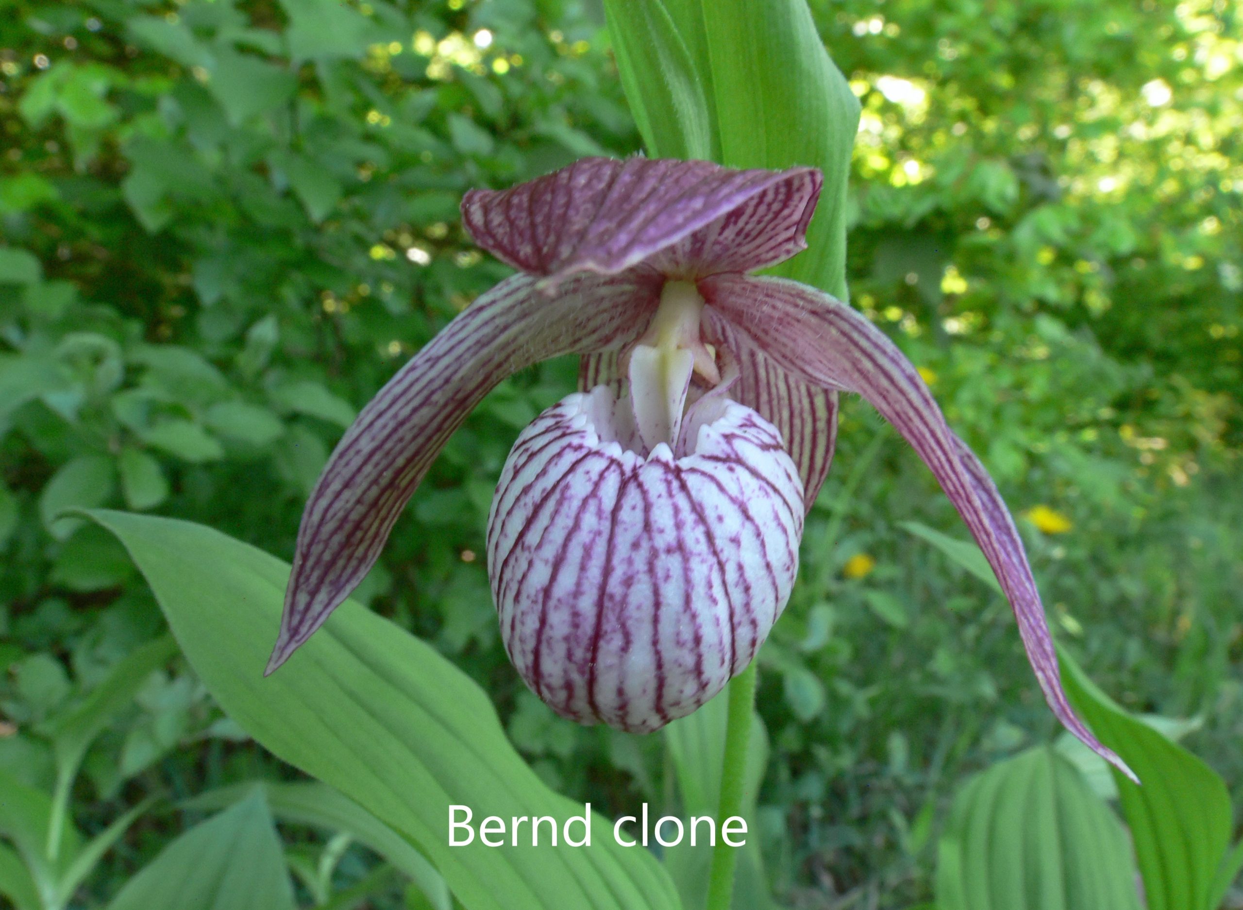 cypripedium bernd clone elite orchids 