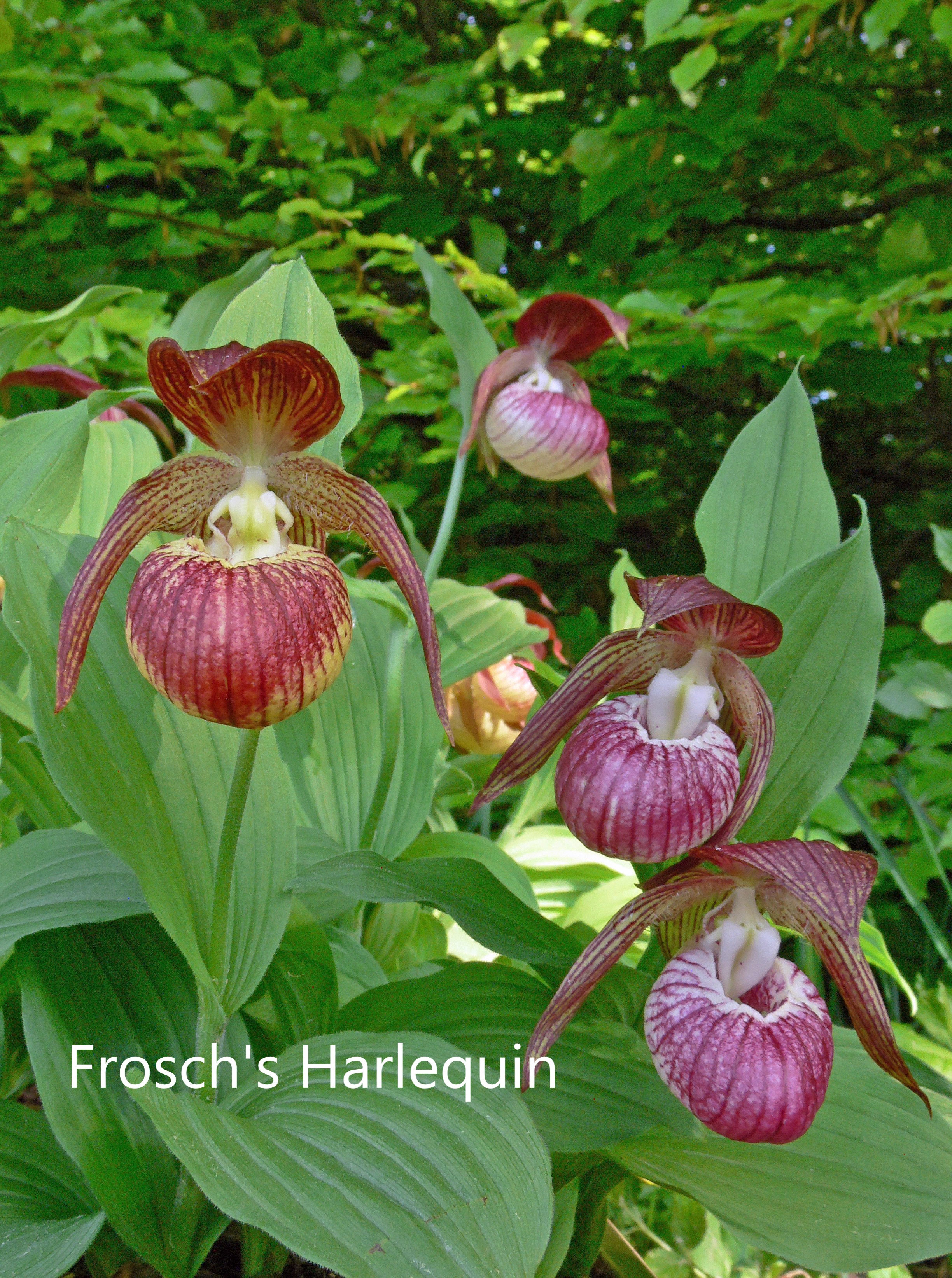 cypripedium frosch harlequin eliite orchids 
