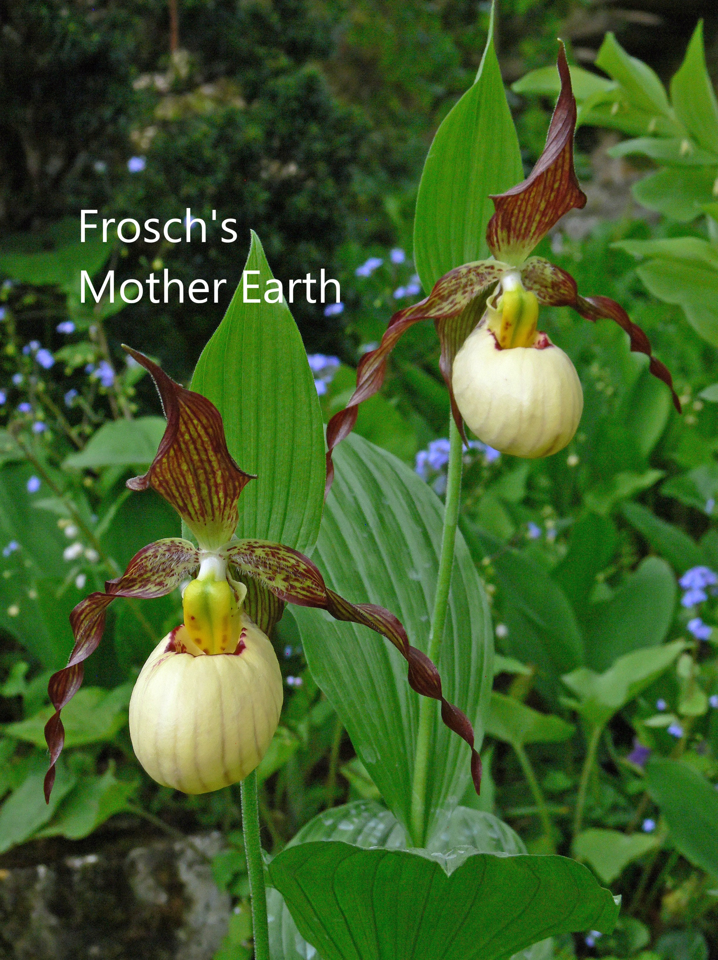 cypripedium frosch mother earth elite orchids