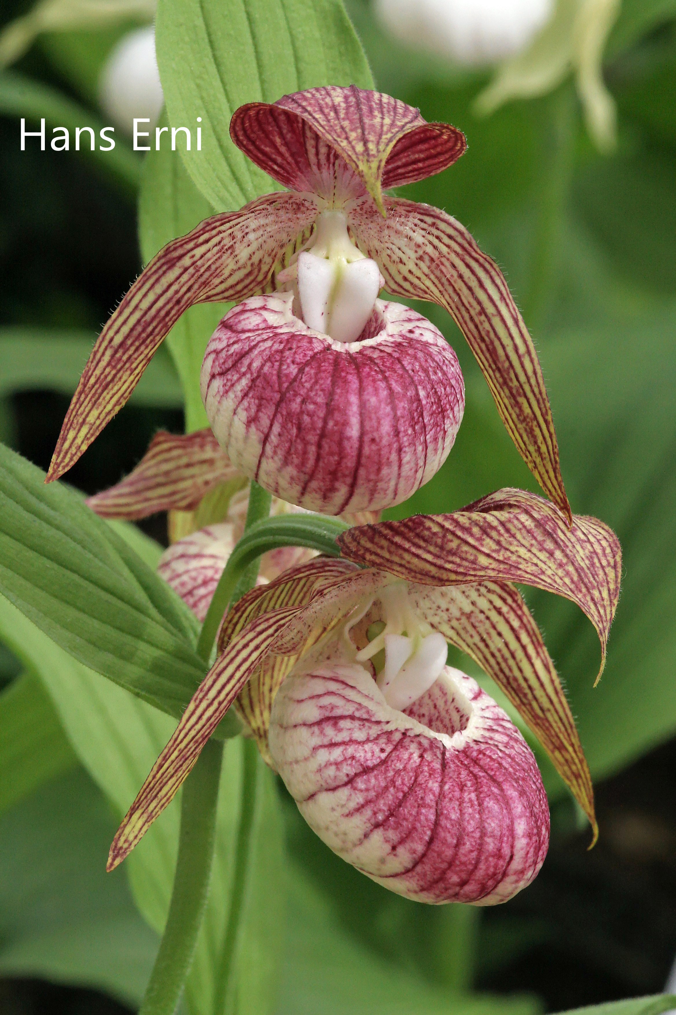cypripedium hans erni elite orchids 