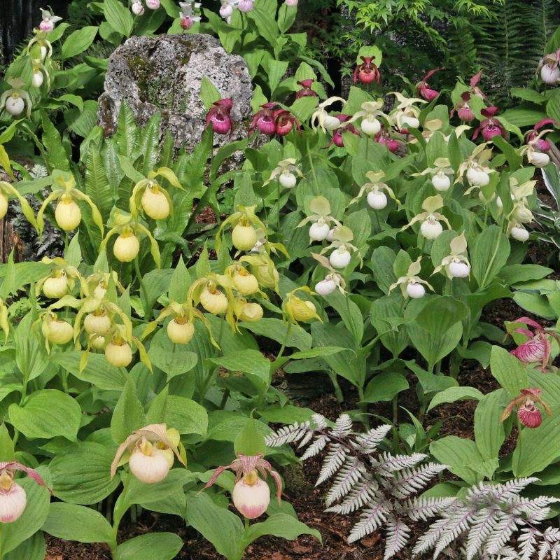 cypripediums elite orchids