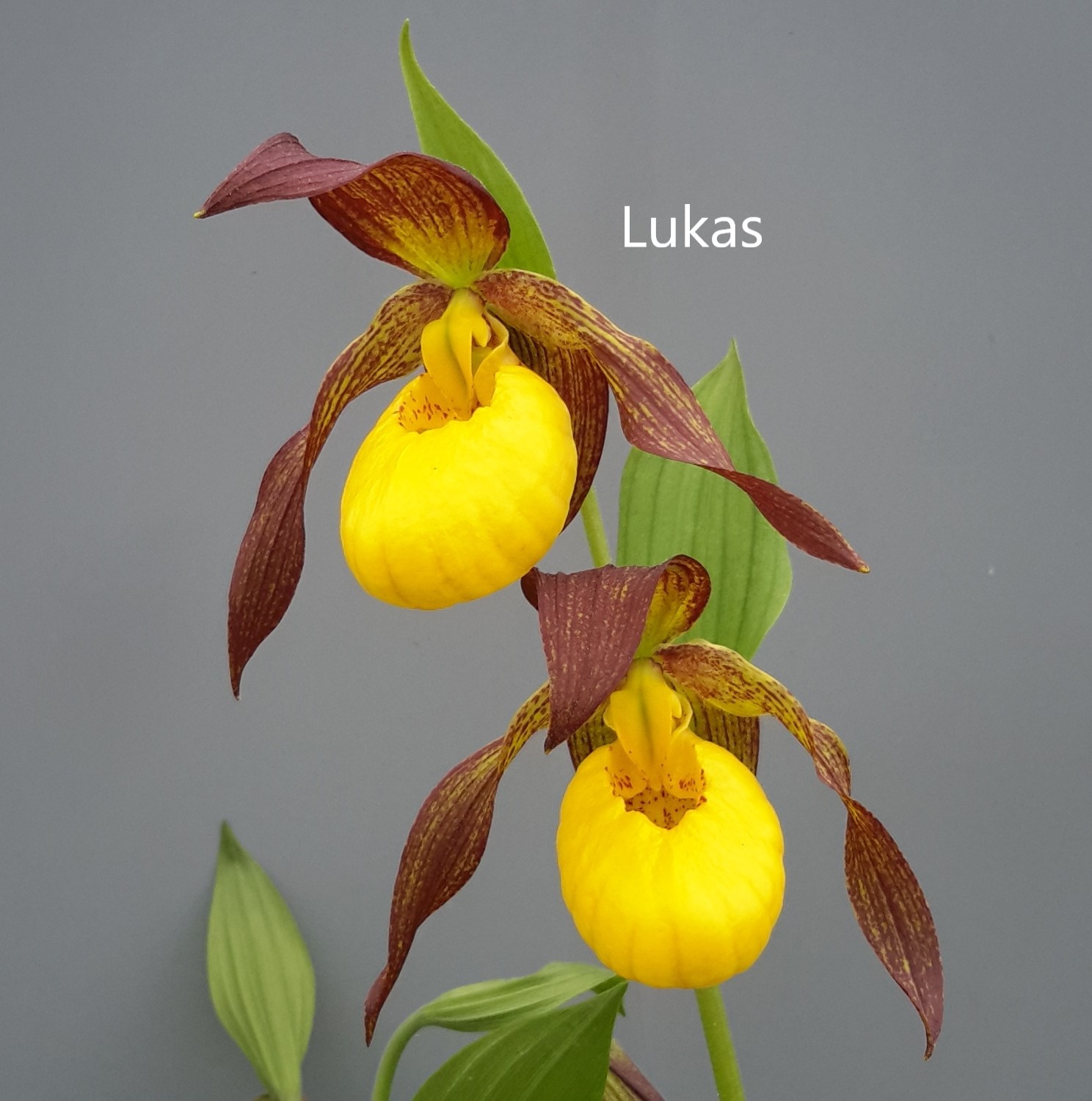 cypripedium lukas eilte orchids 