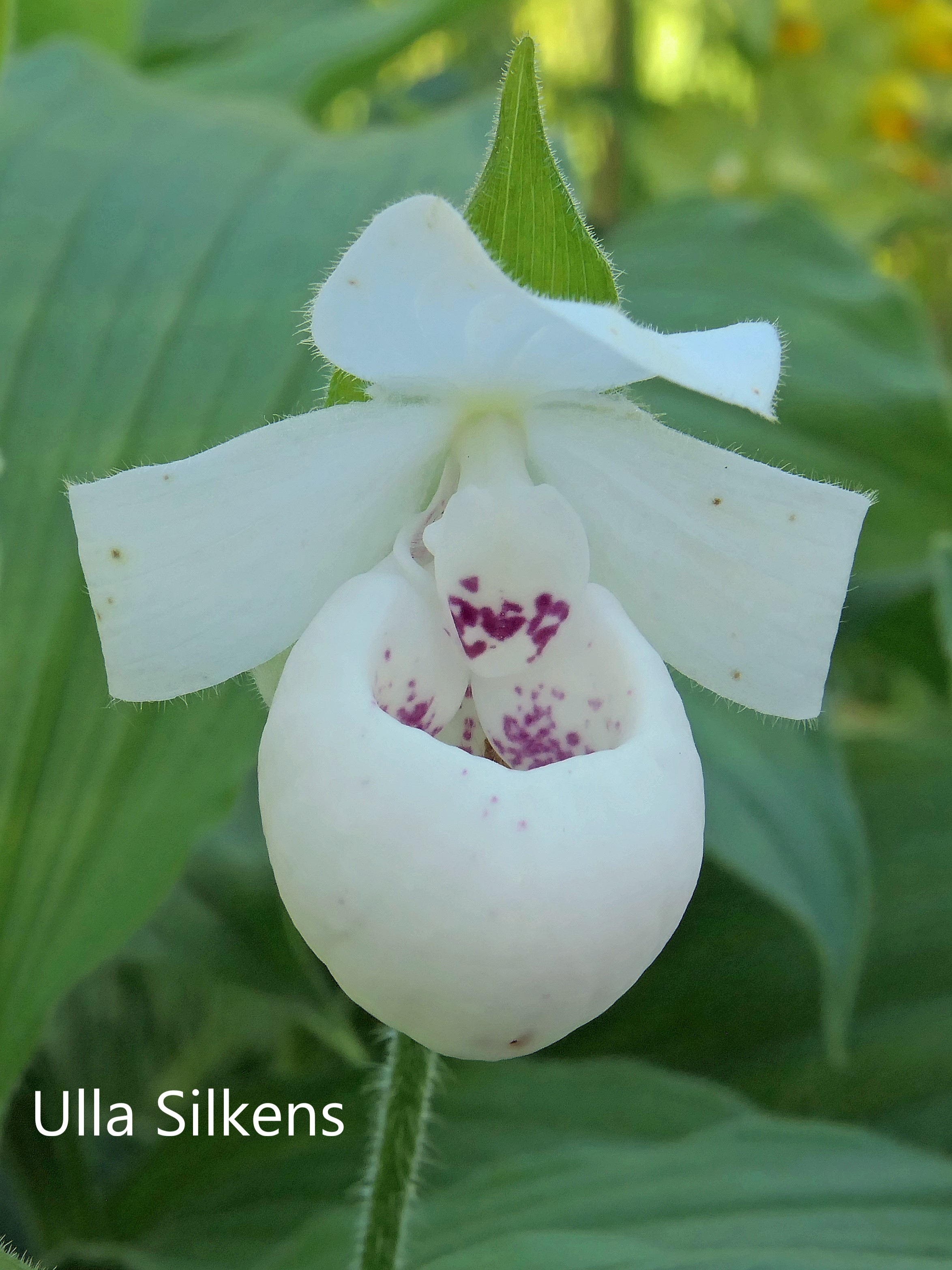 cypripedium ulla silkens elite orchids 