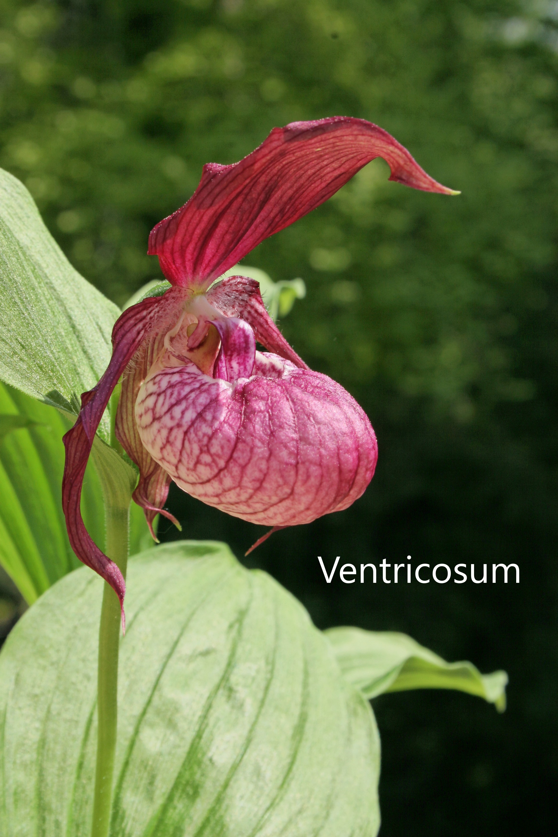 cypripedium ventricosum elite orchids 