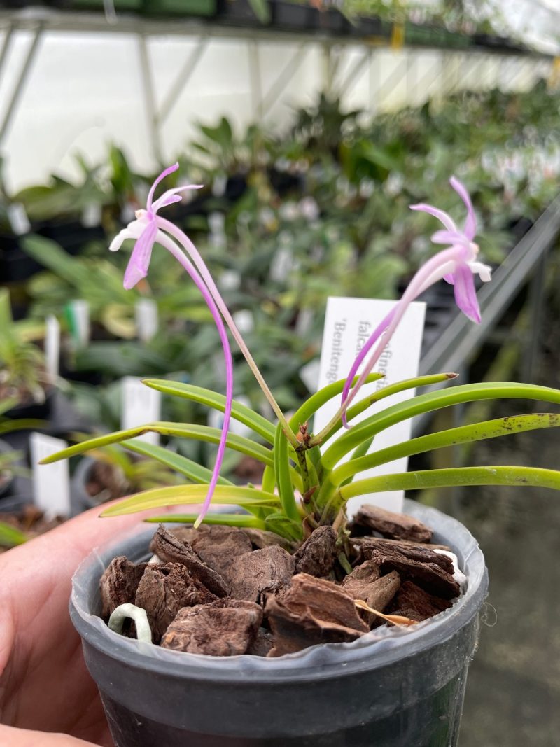 Neofinetia falcata 'Benitengu'