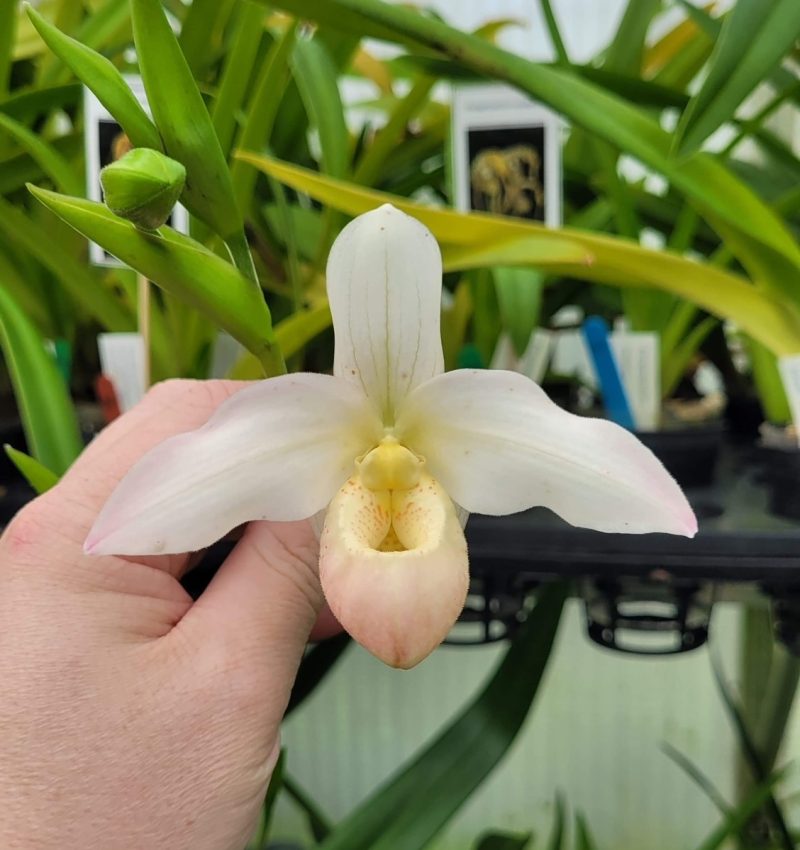Phragmipedium Elizabeth March (besseae flavum x Sedenii)  EY4303