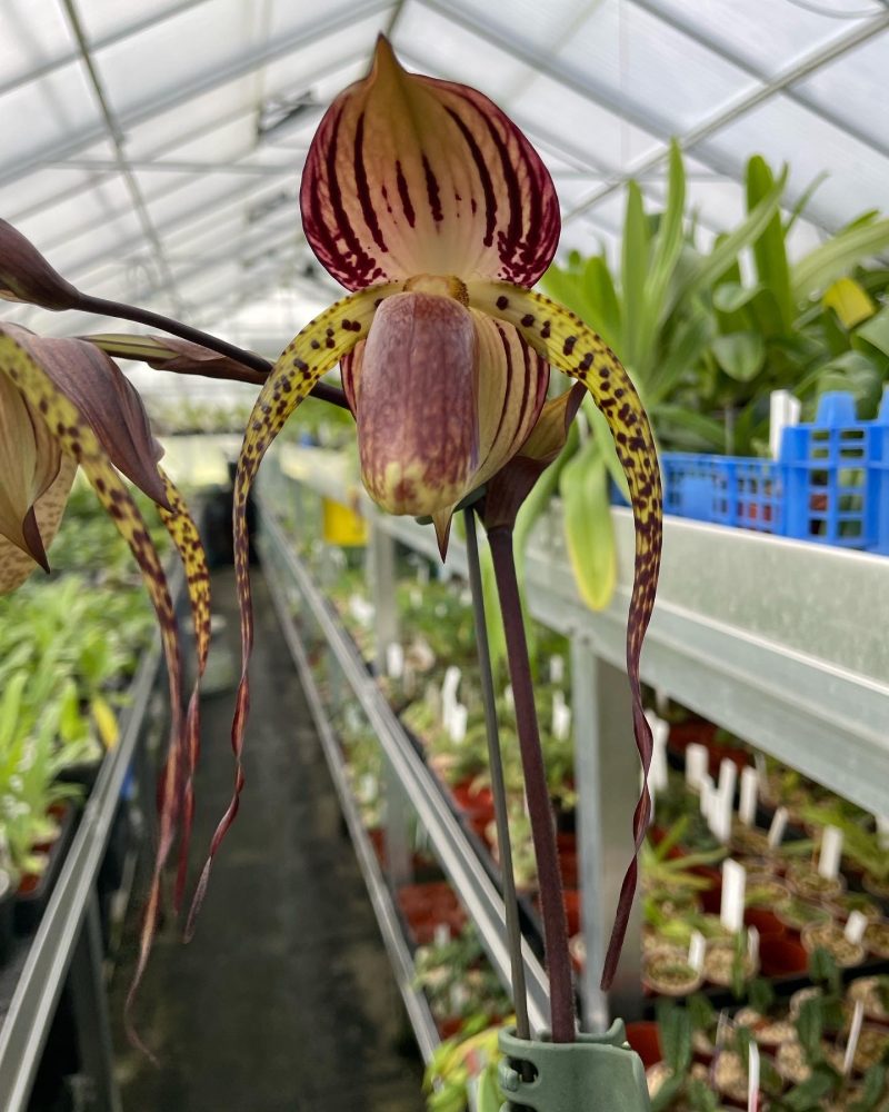 Paphiopedilum Hung Sheng Cape (stonei x anitum)