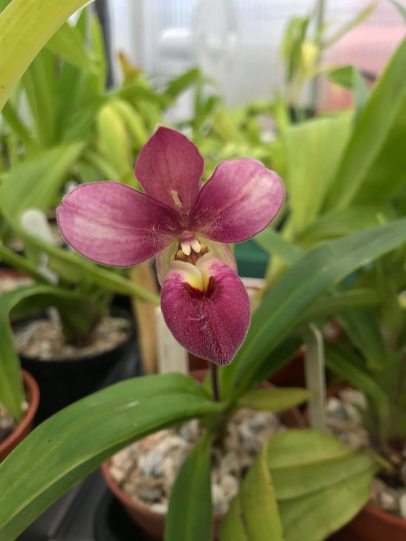 Phragmipedium Lynn Evans Goldner 'Perfect Circle' HCC/AOS x Pink Panther