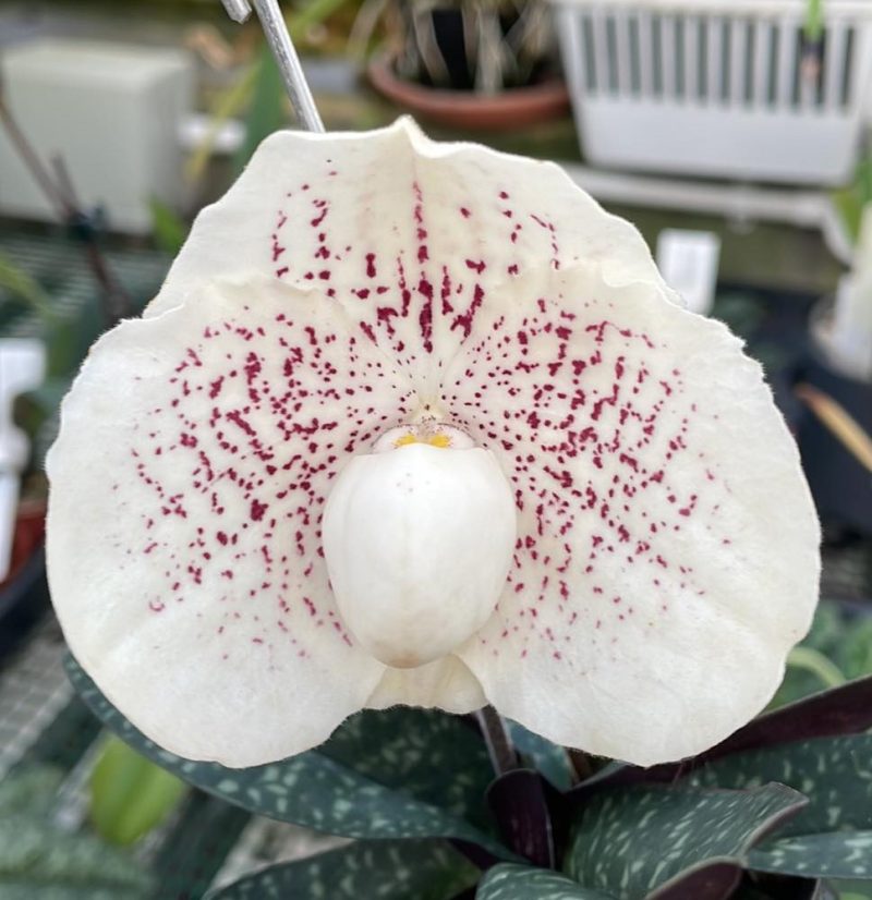 Paphiopedilum Greyi  (leucochilum 'Daya Giant' x niveum 'Snow Blind')  5642