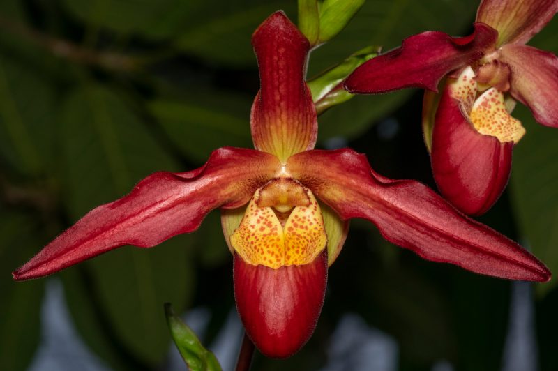 Phragmipedium Living Fire (Sorcerers Apprentice 4n 'Elites 1st' x besseae #1)  EO0080