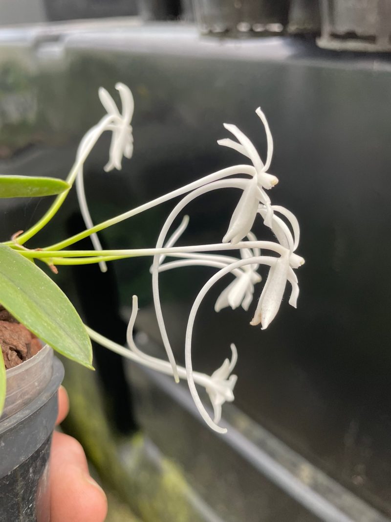 Neofinetia falcata 'Yokozuna'
