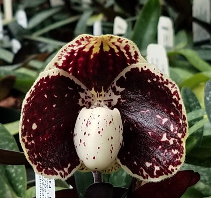Paphiopedilum leucochilum x sib  ('Darkest Night' x 'Black Night') OIV 0021
