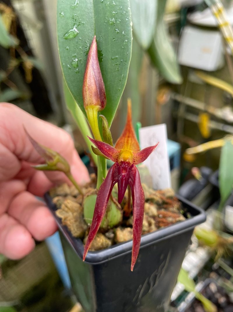 Bulbophyllum nymphopolitanum 'Elite's 1st'
