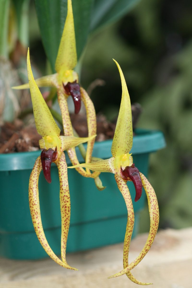 Bulbophyllum recurvilabre  'SSP'