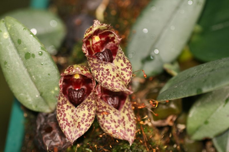 Bulbophyllum frostii 'Elite's 1st' syn. bootanoides