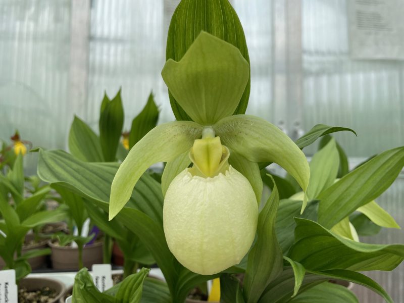 Cypripedium Sabine Pastel (fasciolatum x macranthos album)