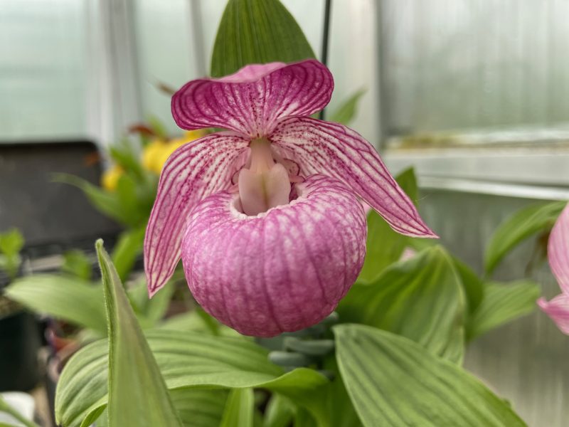 Cypripedium macranthos x franchetii
