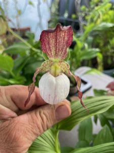 cypripedium lucy pinkepank elite orchids 