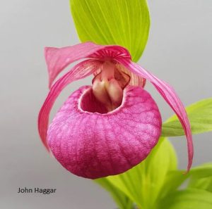cypripedium john haggar elite orchids 