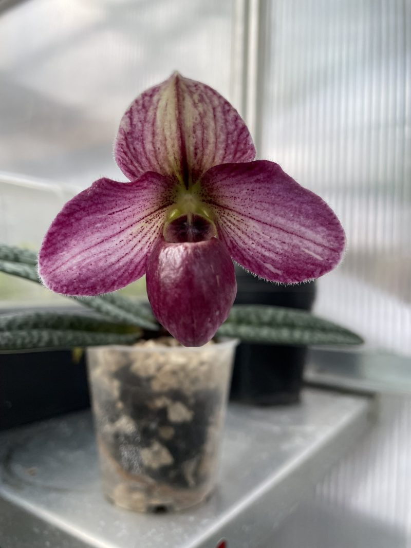 Paphiopedilum Lai-Roong (thaianum × rungsuriyanum)