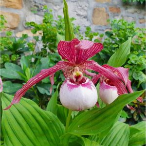 cypripedium lucy pinkepank elite orchids 