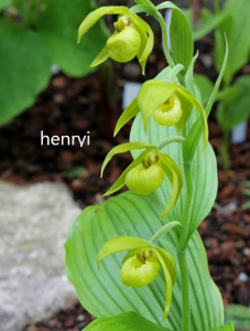 cypripedium henryii elite orchids 