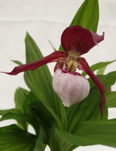 cypripedium lucy pinkepank elite orchids 