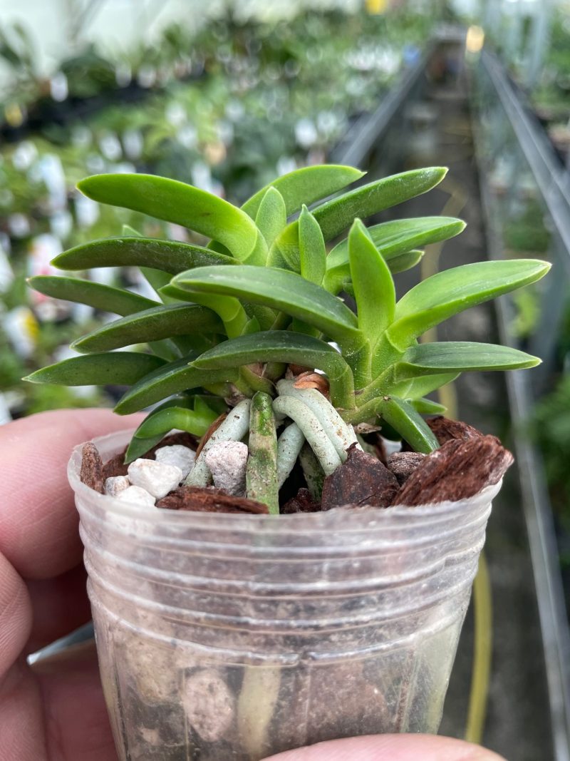 Neofinetia falcata 'Pungwolsan'