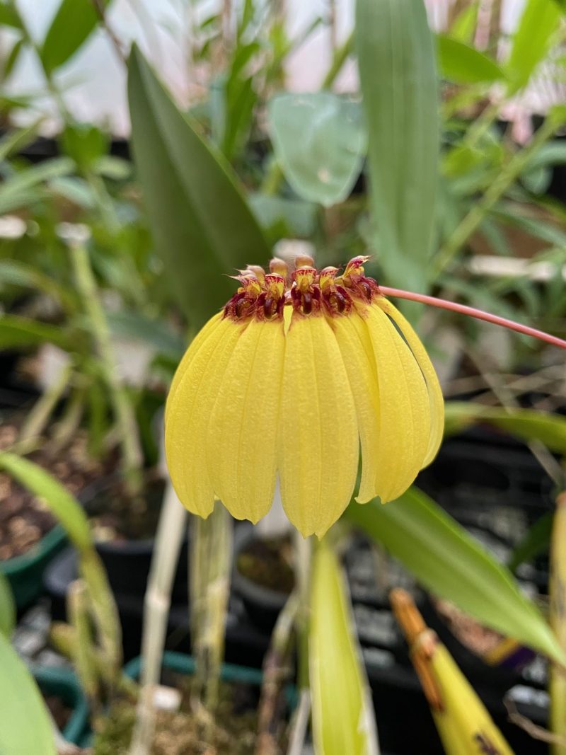 Bulbophyllum Supat Worawongwasu (Bulb. mastersianum × Bulb. loherianum) - yellow flowers