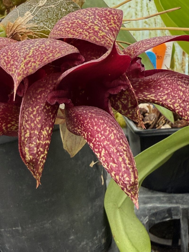 Bulbophyllum Pride of Papua (cruentum x phalaenopsis)