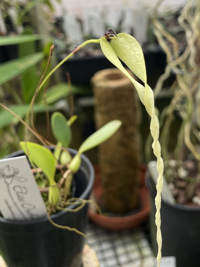 Bulbophyllum contortisepalum 'Yellow'