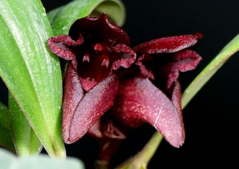 Bulbophyllum cruentum