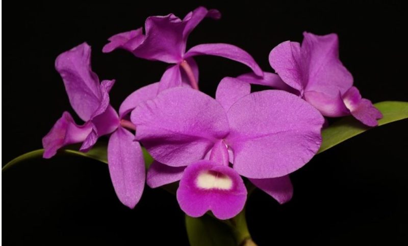 Guarianthe (Cattleya) skinneri 'Heiti Jakobs'