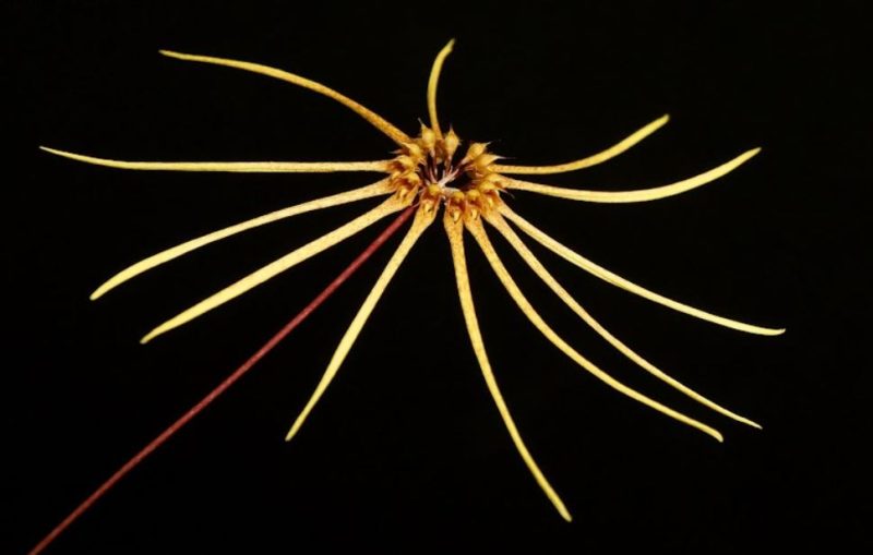 Bulbophyllum makoyanum