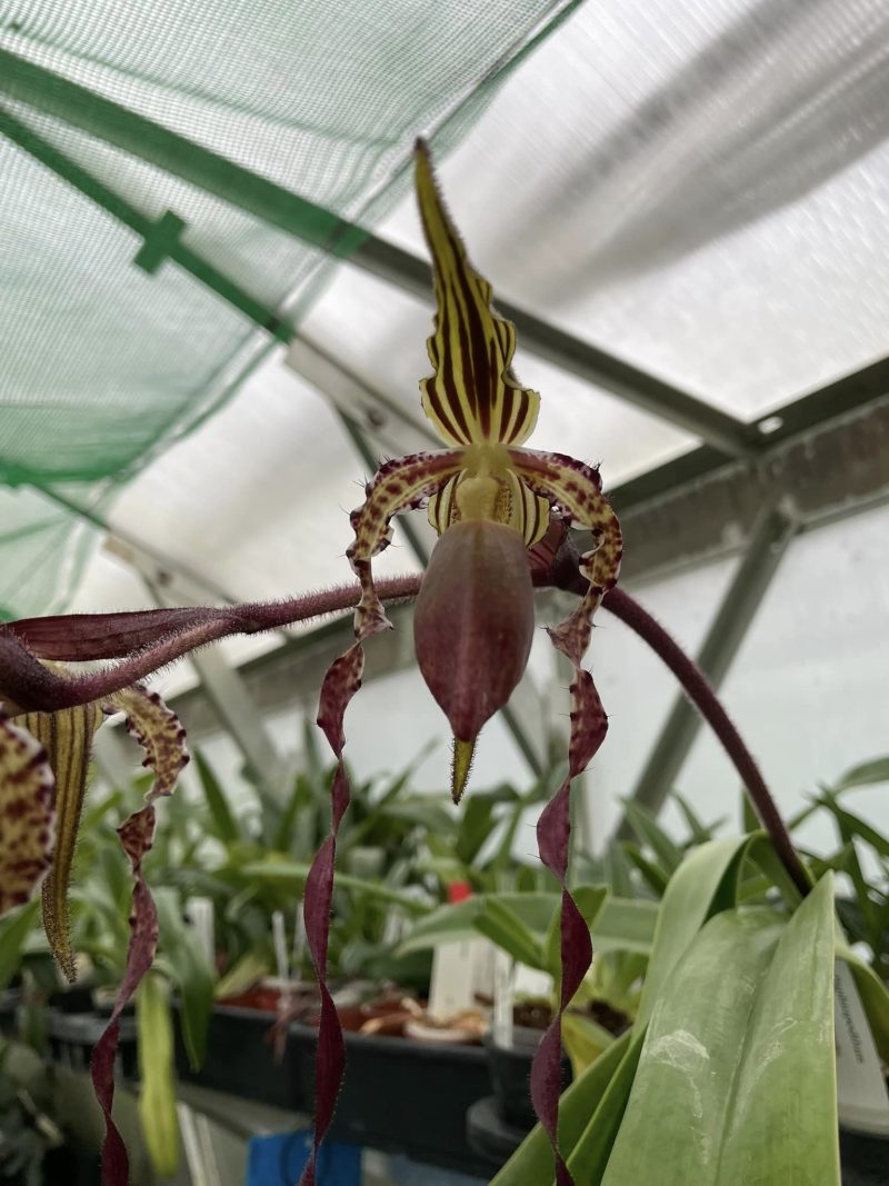 Paphiopedilum Shin-Yi Sanders  (Michael Koopowitz x sanderianum)
