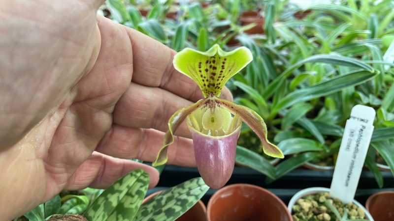 Paphiopedilum Wossner Ministar (helenae 4n x henryanum 4n)   PP1973