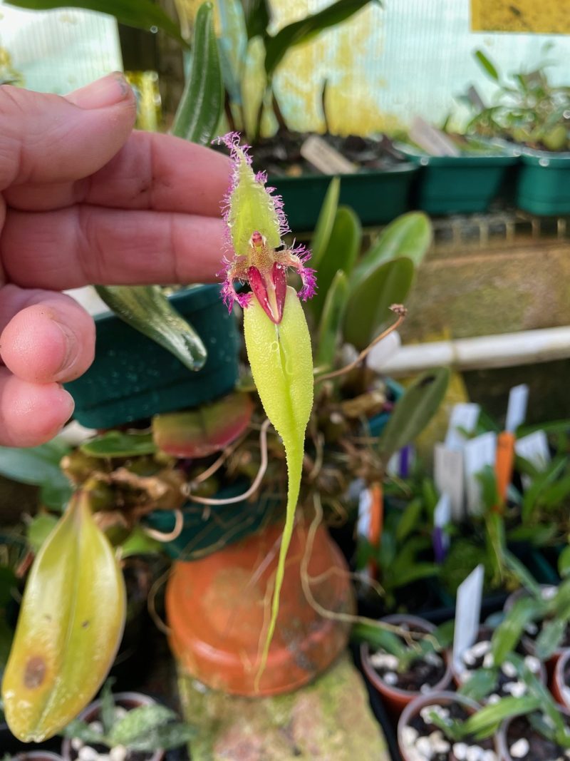 Bulbophyllum fascinator fma magenta-virides 'Elite's 1st' (Semi album)