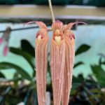 bulbophyllum longissimum elite orchids