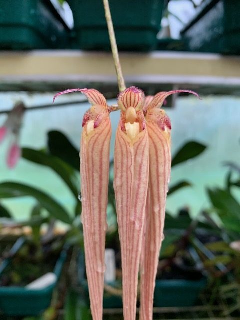 bulbophyllum longissimum elite orchids