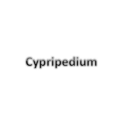 Cypripediums