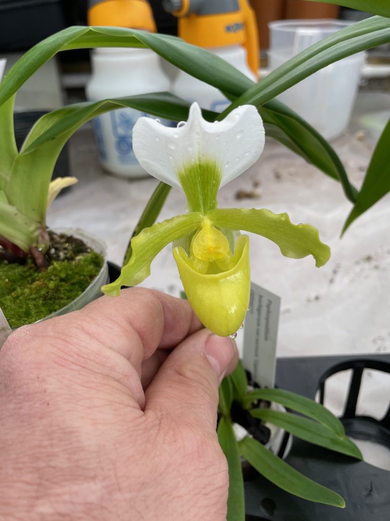 Paphiopedilum barbigerum var. aureum 'Gigantic Albino' x self OIT0077
