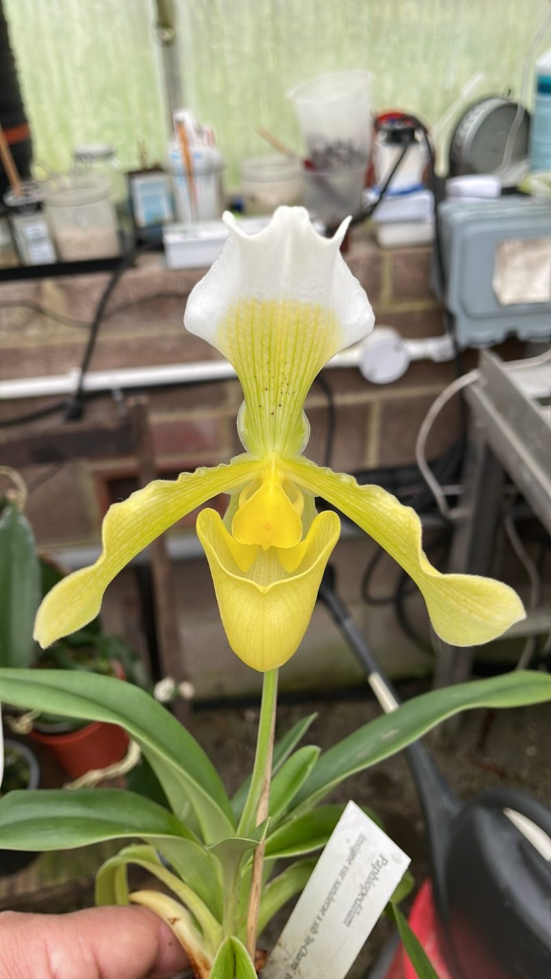 Paphiopedilum insigne var sanderae