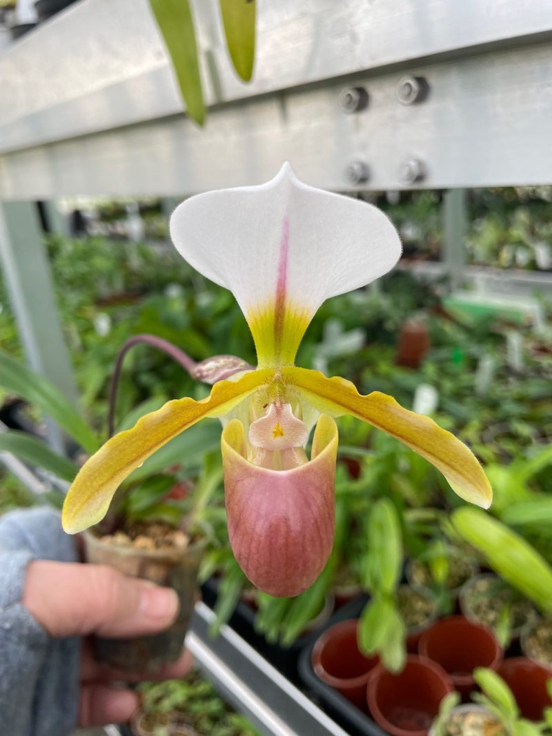 Paphiopedilum Hengduan Sweetheart (spicerianum x helenae)