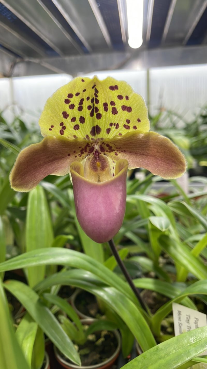 Paphiopedilum Tiny Treasure (henryanum 'Richard' x Mem Sandra Pechter Song 'Graham Finale' HCC/AOS)  PP1971